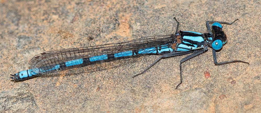 Metacnemis valida Blue Riverjack male